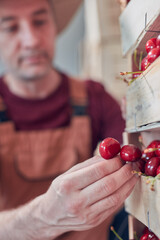 Farmer working and arranging freshly picked cherries in wooden crates.