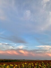 Sunflower field on the background of pink clouds. Pink clouds in the form of a shell. Sunset.