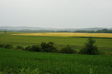 Fire hydrant and flowers in rural landscape