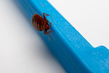 Bedbug