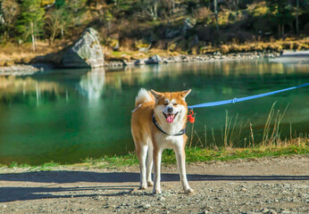 dog outdoors near the lake