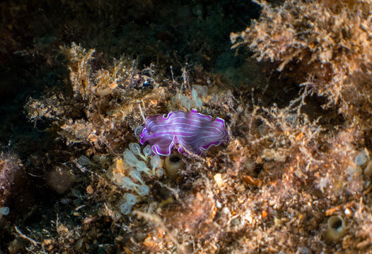 A Pink Flatworm (Prostheceraeus roseus) in Tarragona, Spain