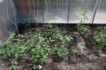 Tomato plants growing in greenhouse with lush green leaves and yellow blossoms. Organic vegetable cultivation in controlled environment