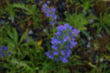 Violet wildflower growing on rural roadside, top view