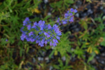 Macro view of purple flower on gravel background