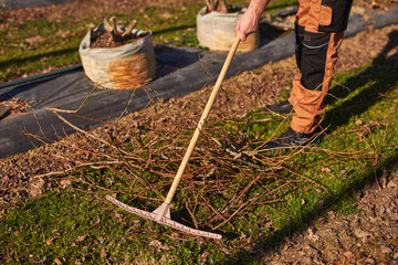 Male gardener working in a blueberries organic farm.