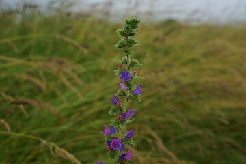 Isolated purple bloom in field, shallow depth focus