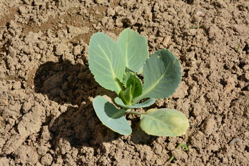 Green cabbage growing in a vegetable garden under bright sun, ideal for farming, gardening, organic food, and agriculture content.