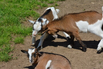  playful baby goats butting heads on a sunny farm, showing natural animal behavior. Perfect for agricultural and rural themes.