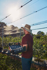 Farmer picking fresh blueberries on a farm.