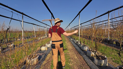 Male gardener working in a blueberries organic farm.