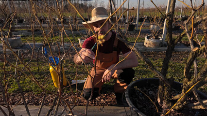 Male gardener working in a blueberries organic farm.