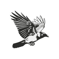 Vector illustration of a bird in flight on a white background