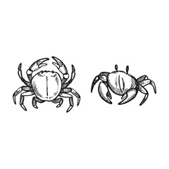 vector hand drawn two various crabs, wild life of seabed, set of crustaceans animal under sea, ocean, black and white illustration inhabitants of aquariums, seabed and coast sand for marine decoration