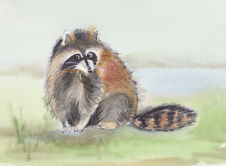 throuhtful raccoon sitting on grass raccoon