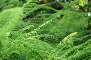 木漏れ日が当たって光るシダの葉