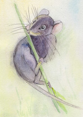 field mouse on a grass stalk