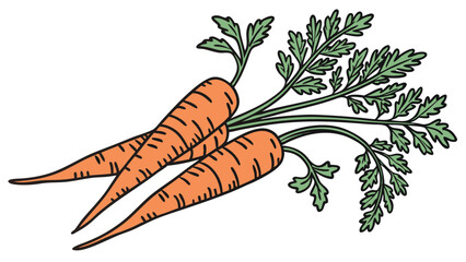 Fresh organic carrots with green tops illustration