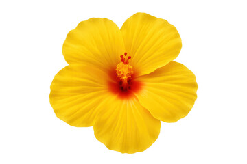 Yellow hibiscus flower blooming, vibrant petals surrounding deep red center, delicate tropical botanical detail against transparent backdrop