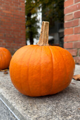 Single Pumpkin on Stone Ledge with Autumn Trees.