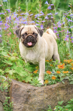 A charming pug puppy with large eyes, the little black masked fawn female dog posing on a rock admist colorful flowers in a garden