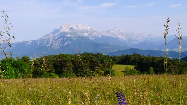 Summer Meadow And Mountains On Horizon. L'obiou In Alps, France.
