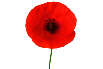 Red poppy flower blossoming, delicate petals spreading, standing isolated against transparent background, revealing natural elegance