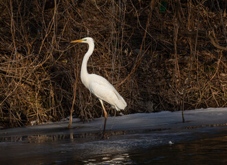 White heron wades through shallow water along a riverbank during winter twilight surrounded by dry foliage and twigs