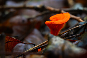 Red chanterelle mushroom growing amidst dead leaves and twigs on the forest floor