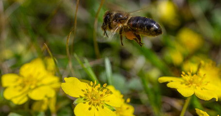 Bee hovering over yellow flowers in a vibrant meadow during springtime