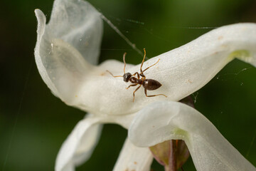 Ants exploring delicate white flower during a sunny afternoon in a vibrant garden