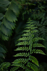 Green leaves of plants in botanical garden. Beautiful fern leaves.
