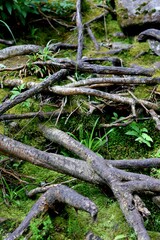 Macro de detalle de raices de árbol sobre fondo de musgo y vegetación 