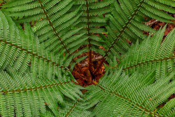 Macro del interior de un helecho verde con hojas creando sensación de profundidad 
