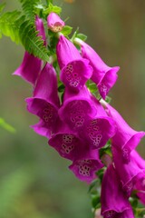 Macro de flores de digitalis purpurea con fondo desenfocado 
