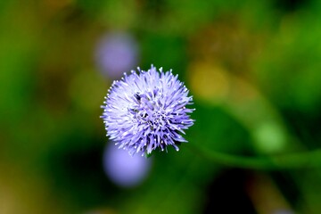 Macro de flor de color violeta con fondo desenfocado 