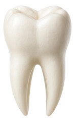Detailed illustration of a single human molar tooth showing anatomical features on transparent background.