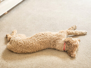 Mocha Australian Labradoodle