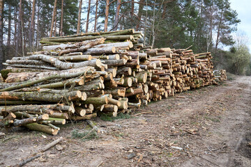 Piles logs of pine trees stacked in logging area in spring forest. Deforestation and forest destruction concept. Timber harvesting. Selective focus shot with copy space.
