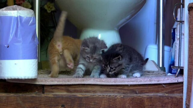 Three kittens and an adult cat.