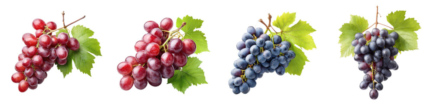 Grape Ripeness Color Gradient