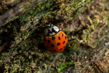 Close-up view of a red ladybug resting on a mossy log in a lush forest setting during the daytime