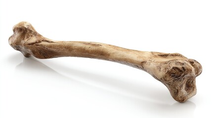 Realistic 3D anatomical rendering of isolated human fibula bone in bent leg context, showcasing structural detail and curvature for medical and educational use