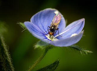 Close-up view of a fly on a delicate blue flower in a lush green environment during daylight hours