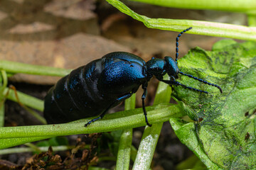 Violet oil beetle Meloe proscarabaeus crawling on green foliage during a sunny afternoon in early spring