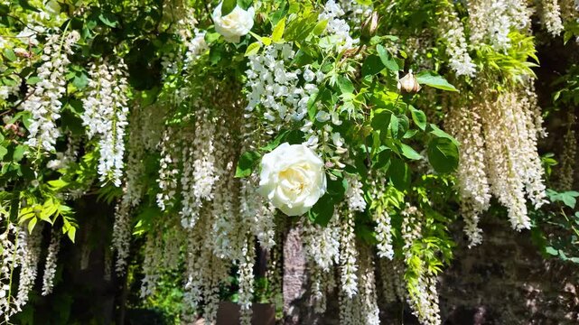Beautiful white climbing rose intertwined with blooming white wisteria flowers against stone wall, garden, floral, romantic. Dolly in