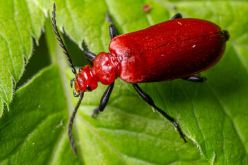 Cardinal beetle rests on a green leaf showcasing its bright red elongated body in a natural habitat during daylight hours