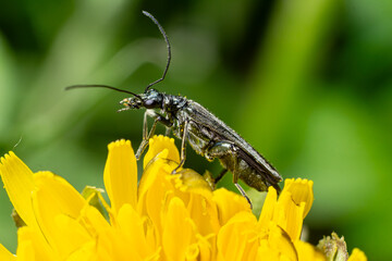 Longhorn beetle perched on vibrant yellow flower showcasing its black elongated body and impressive antennae amidst natural greenery