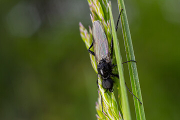 March fly resting on grass blade near woodland showcasing its unique features and habitat during a sunny afternoon in early spring