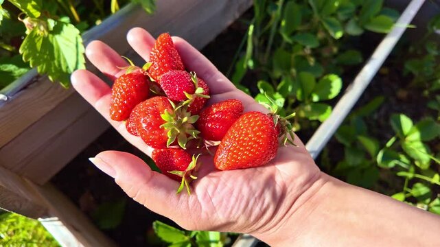 Close-up of hand holding handful of juicy, ripe red strawberries freshly picked from garden, healthy eating, summer fruit, organic